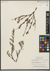Foto von Salix pulchra Cham.